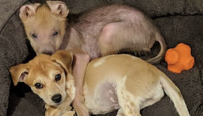 A shelter worker's heart was stolen by a puppy with a permanent smile.