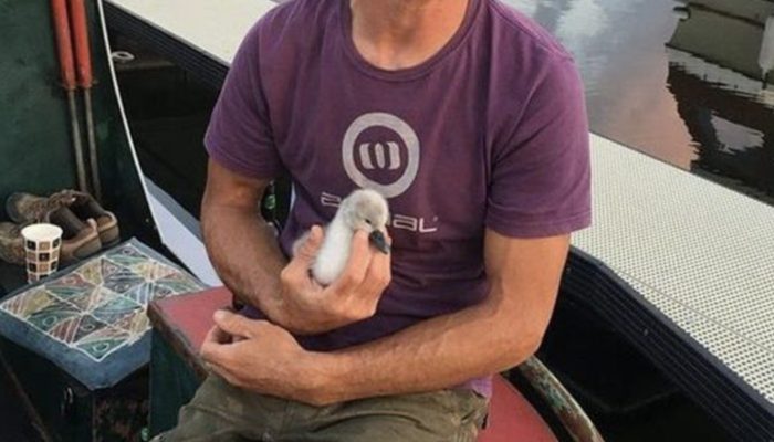 A man constructs a raft to save a swan's nest of eggs and is eager to assist her in becoming a mother for the first time.