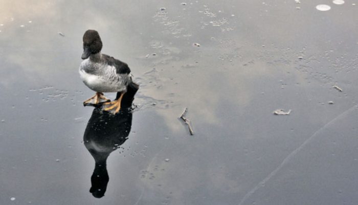The day's hero. The man jumps into a freezing lake to save a drowning duck.