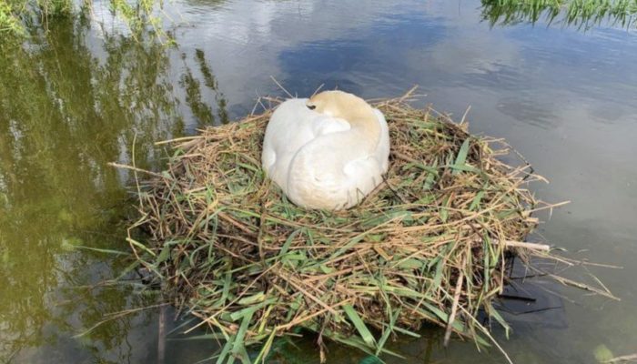 A man constructs a raft to save a swan's nest of eggs and is eager to assist her in becoming a mother for the first time.