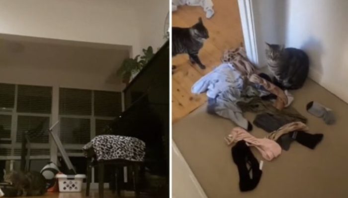 Cat was the first to notice that the owner was pregnant, and she started getting ready to meet the baby.