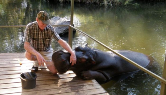 Friendship that lasted 18 years. A man saved a hippo, and the giant gave him a lot of affection in return.