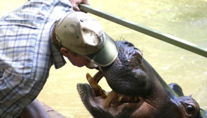 Friendship that lasted 18 years. A man saved a hippo, and the giant gave him a lot of affection in return.