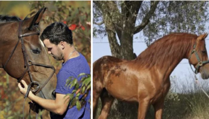 The little horse was cared for by a 16-year-old kid. They shared an incredible bond.