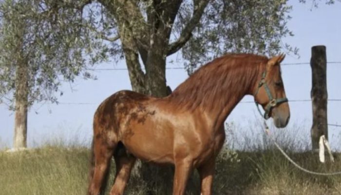 The little horse was cared for by a 16-year-old kid. They shared an incredible bond.