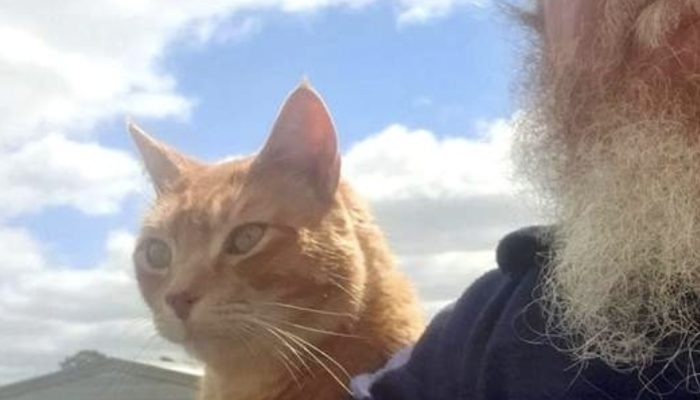 The cat protects the owner.A snake entered through the door and hid in shopping bags.