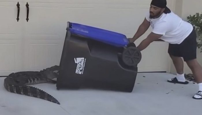 This man saved his neighbor by single-handedly catching an alligator in a trash can. He was regarded as a hero.