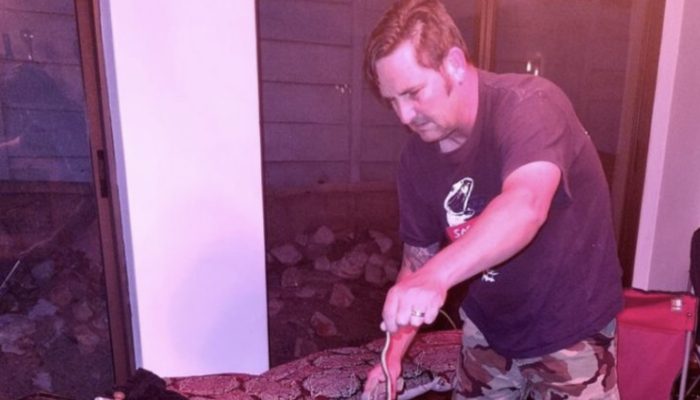 A family's newly decorated Christmas tree had one of the world's most poisonous snakes.