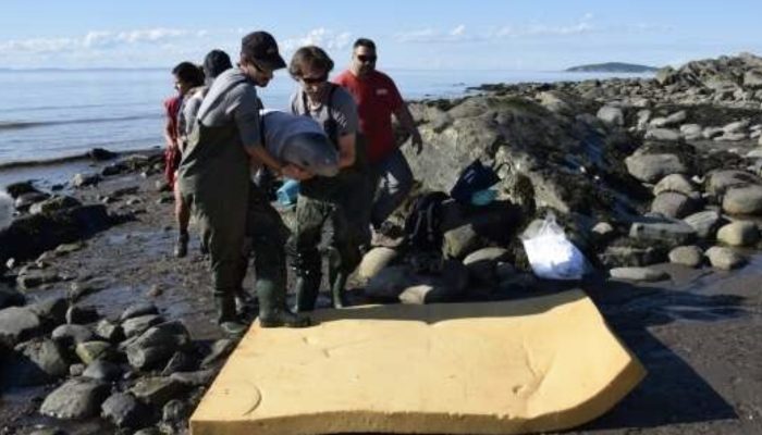 The young boys save a baby beluga whale that washed up on a Canadian riverbank while on vacation.