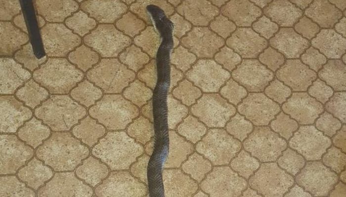 The cat protects the owner.A snake entered through the door and hid in shopping bags.