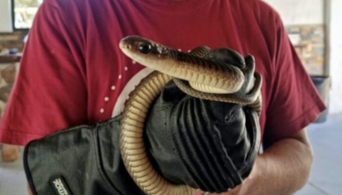 A family's newly decorated Christmas tree had one of the world's most poisonous snakes.