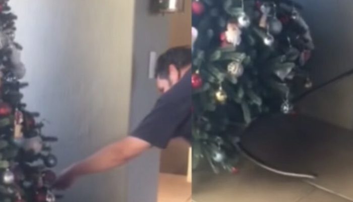 A family's newly decorated Christmas tree had one of the world's most poisonous snakes.