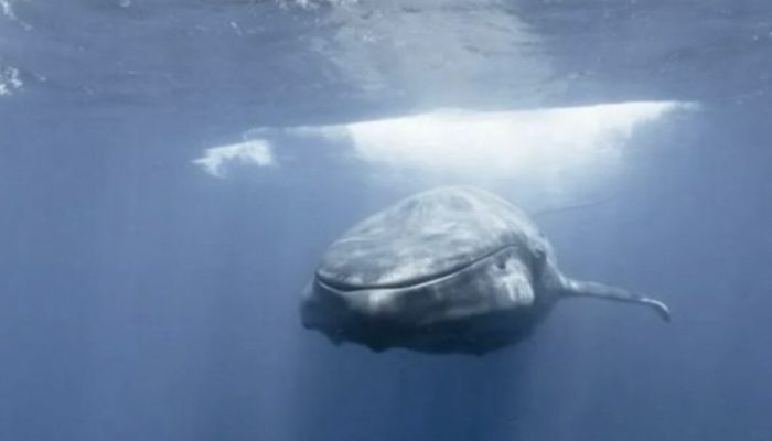 A freediver is confronted by a large blue whale off the coast. A shaking moment.