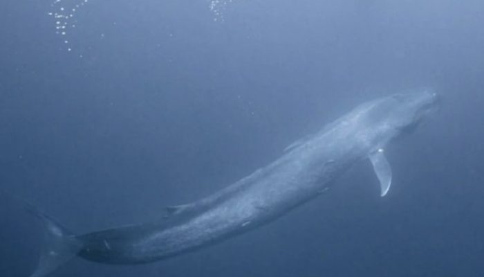 A freediver is confronted by a large blue whale off the coast. A shaking moment.