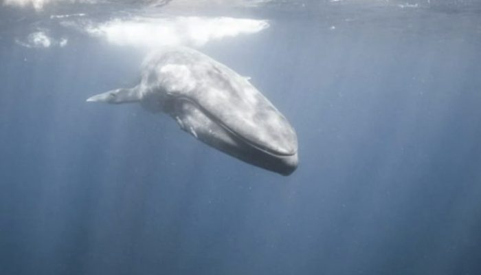 A freediver is confronted by a large blue whale off the coast. A shaking moment.