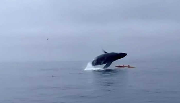 A freediver is confronted by a large blue whale off the coast. A shaking moment.