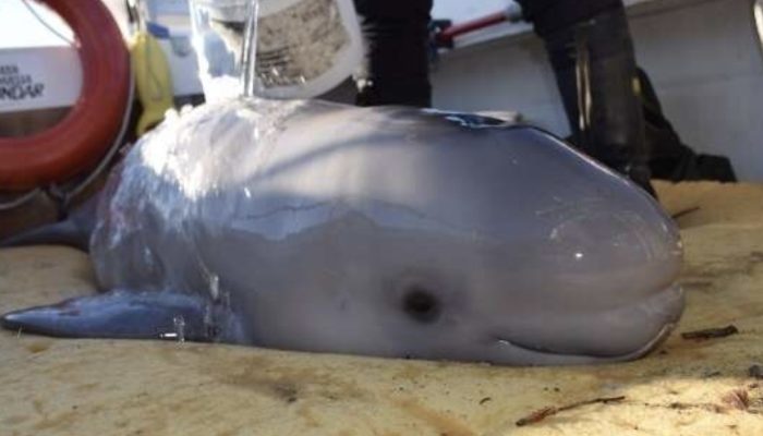The young boys save a baby beluga whale that washed up on a Canadian riverbank while on vacation.