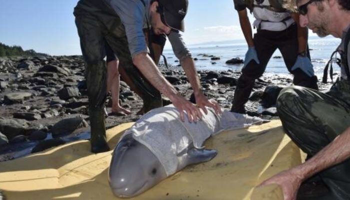 The young boys save a baby beluga whale that washed up on a Canadian riverbank while on vacation.