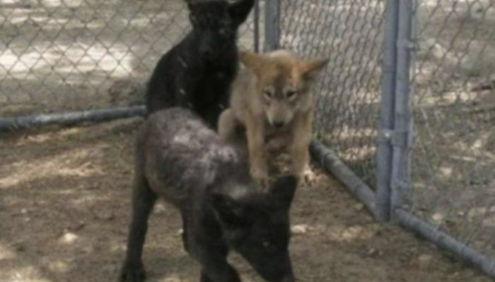 Three small puppies were adopted by a kind woman. They turned out to be wolves.