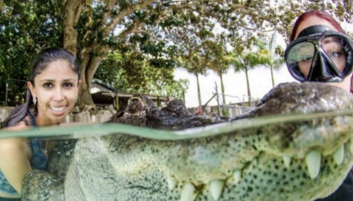 Young woman saved dangerous crocodiles and tamed these 5-meter animals with friendship that many would reject.
