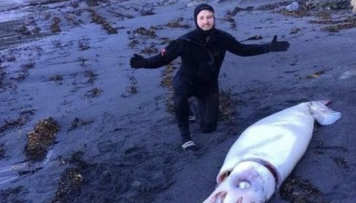 A man went diving in New Zealand and discovered a massive 4-meter squid on the beach.