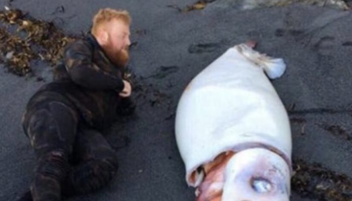 A man went diving in New Zealand and discovered a massive 4-meter squid on the beach.