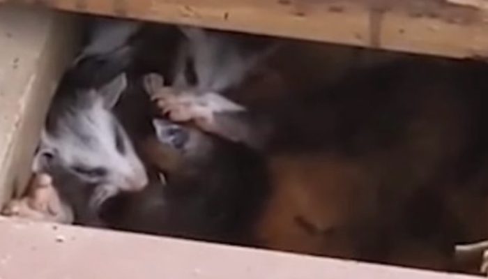 The dog never stopped barking at the carpet. What was discovered beneath it is unbelievable.