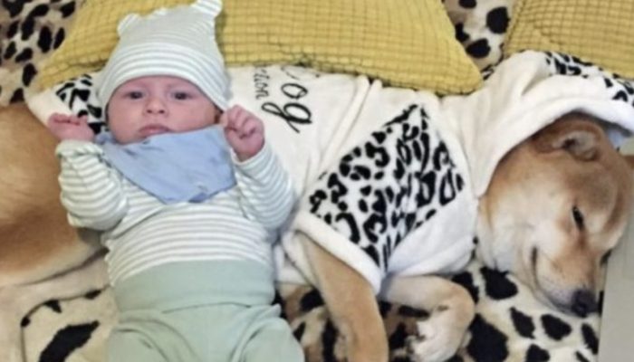 The dog picked up a lot of useful skills in order to become the ideal babysitter for his owner's child.