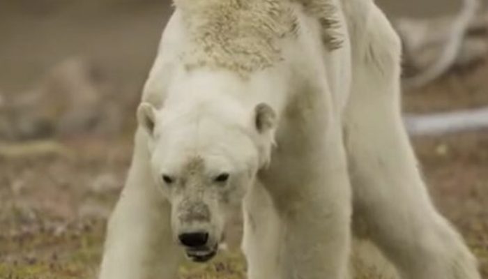 Hungry polar bear struggling to walk shows why we need to take care of our planet.