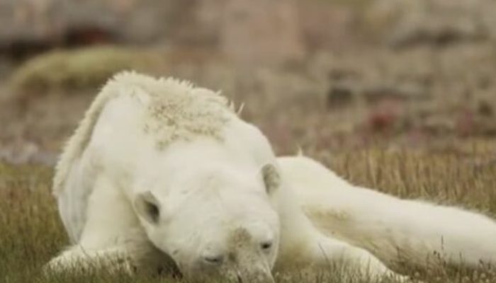 Hungry polar bear struggling to walk shows why we need to take care of our planet.