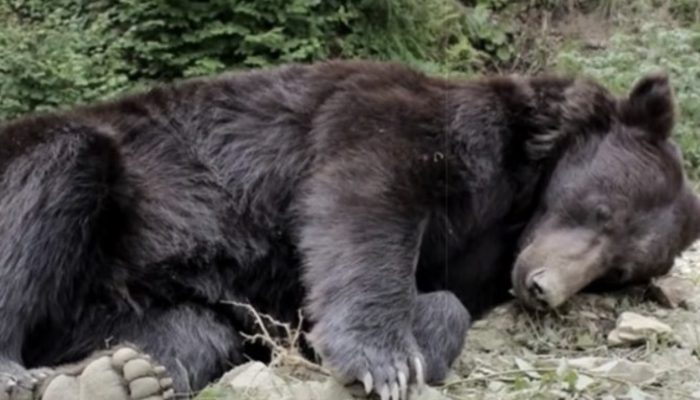 Bear cub approached the fisherman and requested fish. He did not eat it, but instead gave it to his mother bear.