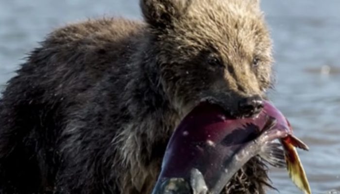 Bear cub approached the fisherman and requested fish. He did not eat it, but instead gave it to his mother bear.