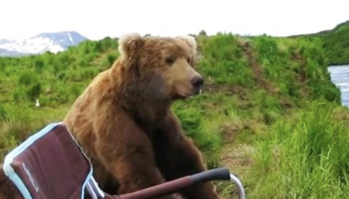 The bear came from the woods to the shore and sat down next to the fisherman.