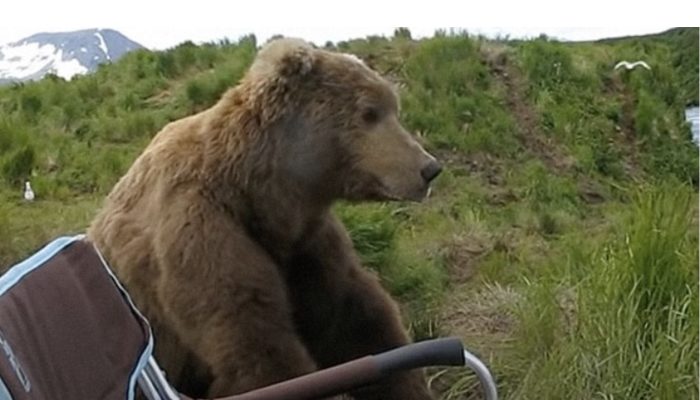 The bear came from the woods to the shore and sat down next to the fisherman.