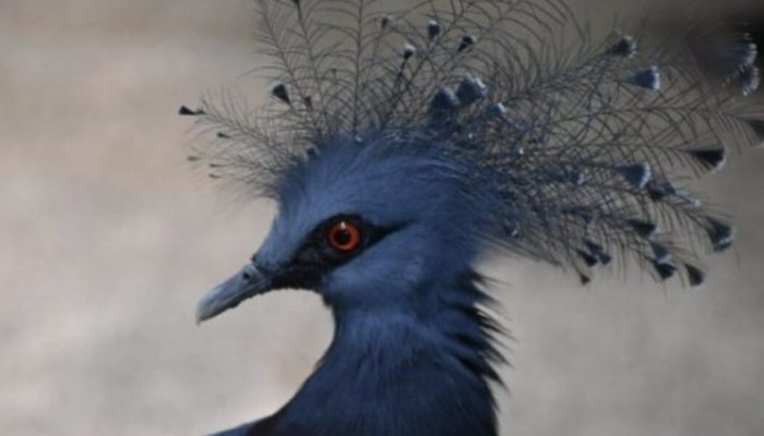 Learn about nature's beautiful bird, which has little in common with a regular pigeon.