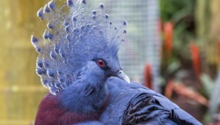 Learn about nature's beautiful bird, which has little in common with a regular pigeon.