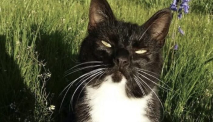 The family decided to determine the location of their cat's constant disappearance. When they found out the truth, they put a tracker on him and were shocked.