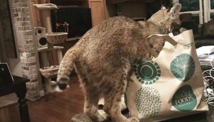 While looking for the cat's owners, a woman realizes she made a big mistake.