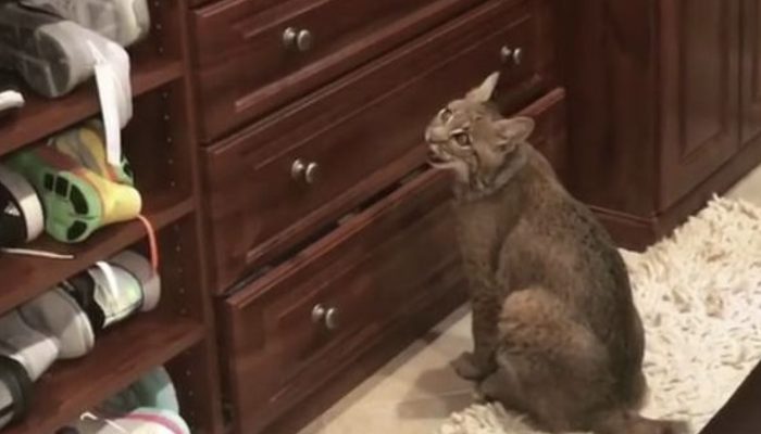 While looking for the cat's owners, a woman realizes she made a big mistake.