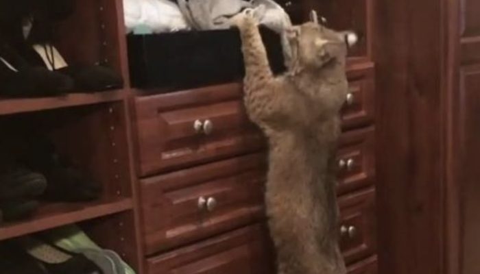 While looking for the cat's owners, a woman realizes she made a big mistake.