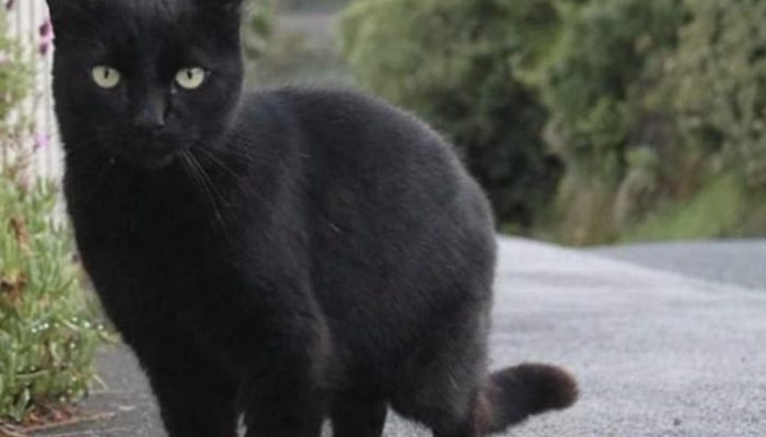 A adorable tiny kitten was supposed to have been saved, but after three months, his color changed.