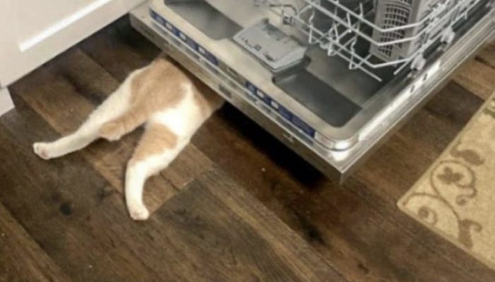 The cat enjoys hiding in places where no one can see him. Here is the cat's actions.