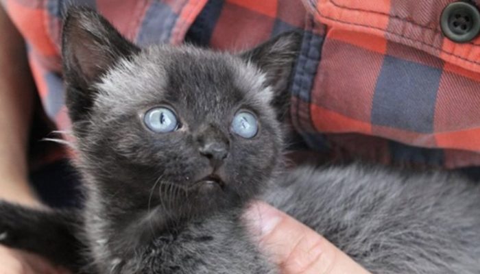 A adorable tiny kitten was supposed to have been saved, but after three months, his color changed.