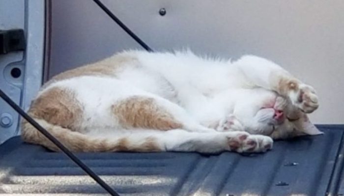 The cat enjoys hiding in places where no one can see him. Here is the cat's actions.
