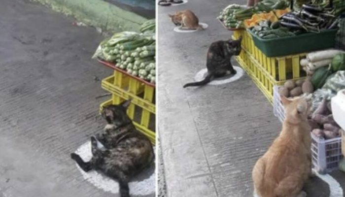 According to the rules of social distance, we found these stray kittens.