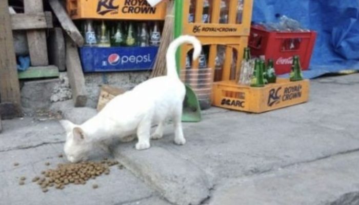 According to the rules of social distance, we found these stray kittens.