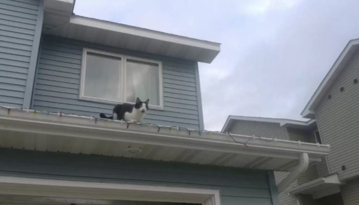 When a woman sees her not-lost cat on the Lost Pets page, she is perplexed.