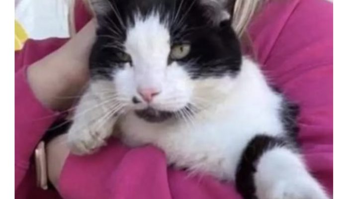 When a woman sees her not-lost cat on the Lost Pets page, she is perplexed.