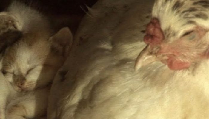 The chicken raised her cat, and when she grew up, she gave the chicken her babies.