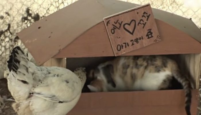 The chicken raised her cat, and when she grew up, she gave the chicken her babies.
